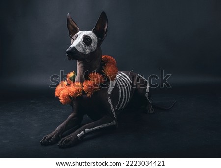 Mexican Hairless dog with sceleton art at Halloween with orange flowers