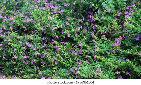 475 Mexican heather flower Images, Stock Photos & Vectors | Shutterstock