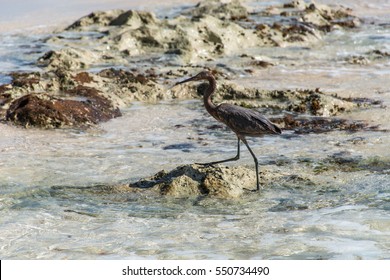 Mexican Heron Bird At The Beach Del Carmen In Yucatan 6