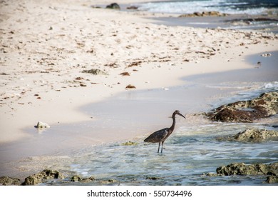 Mexican Heron Bird At The Beach Del Carmen In Yucatan