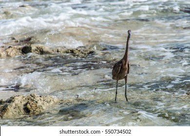 Mexican Heron Bird At The Beach Del Carmen In Yucatan 5