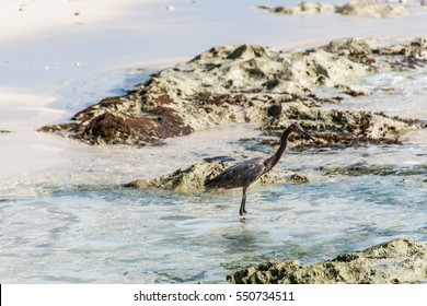 Mexican Heron Bird At The Beach Del Carmen In Yucatan 3