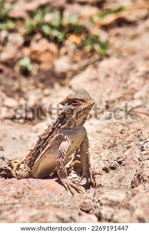mexican horned lizard with blur background, lizard with shape of dragon, mexiquillo durango 