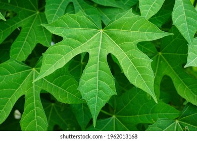 Mexican Kale (Cnidoscolus Aconitifolius) Contains Two To Three Times Higher Nutrient Levels Than Any Green Leafy Vegetable Grown On Soil.