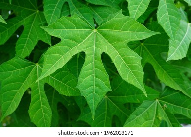 Mexican Kale (Cnidoscolus Aconitifolius) Contains Two To Three Times Higher Nutrient Levels Than Any Green Leafy Vegetable Grown On Soil.