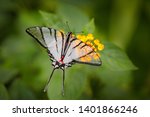 Mexican Kite-Swallowtail Eurytides epidaus, beautiful butterfly with transparent white wings. Butterfly sitting on yellow flower in green forest. Insect from Mexico. Wildlife scene from tropic jungle