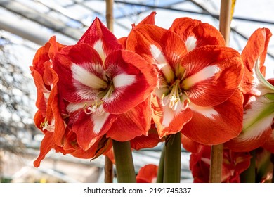 Mexican Lily: A Species Of Amaryllis, Its Botanical Name Is Hippeastrum Reginae