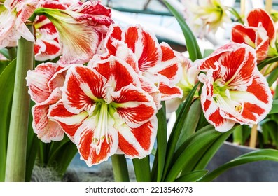 Mexican Lily: A Species Of Amaryllis, Its Botanical Name Is Hippeastrum Reginae