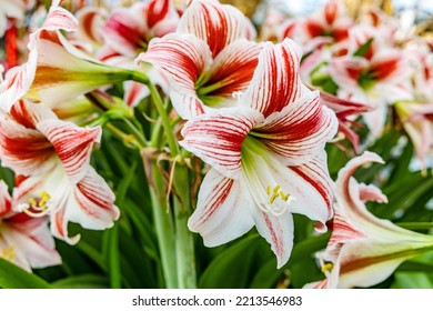 Mexican Lily: A Species Of Amaryllis, Its Botanical Name Is Hippeastrum Reginae