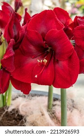 Mexican Lily: A Species Of Amaryllis, Its Botanical Name Is Hippeastrum Reginae