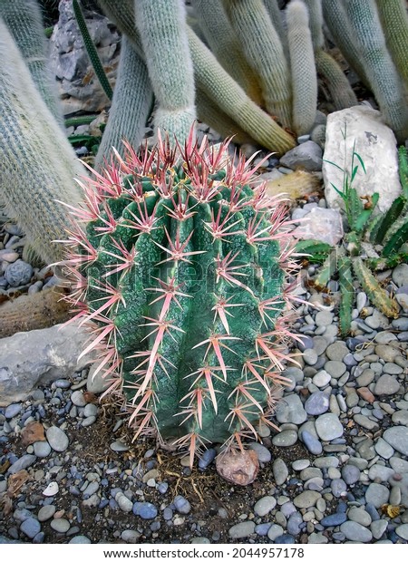 Mexican Lime\
Cactus, or Mexican Fire Barrel, is a stunning barrel-shaped cactus\
with dense pink-reddish\
thorns.