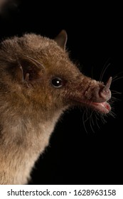 Mexican Long-tongued Bat Choeronycteris Mexicana