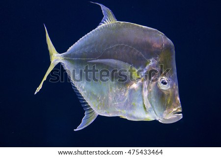 Mexican Lookdown