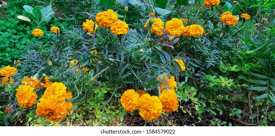 Mexican Marigold Flower Plant - Titania. Yellow Golden Colour.