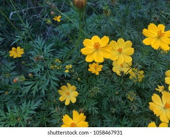 Mexican Marigold (Tagetes Lemmonii) Also Known As Lemmon’s Marigold Or Copper Canyon Daisy