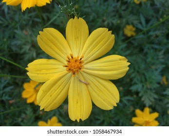 Mexican Marigold (Tagetes Lemmonii) Also Known As Lemmon’s Marigold Or Copper Canyon Daisy