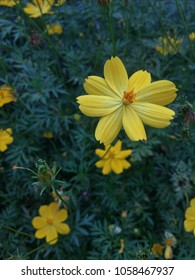 Mexican Marigold (Tagetes Lemmonii) Also Known As Lemmon’s Marigold Or Copper Canyon Daisy