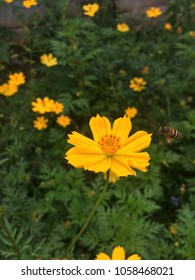 Mexican Marigold (Tagetes Lemmonii) Also Known As Lemmon’s Marigold Or Copper Canyon Daisy