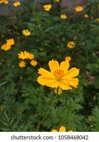 Mexican Marigold (Tagetes Lemmonii) Also Known As Lemmon’s Marigold Or Copper Canyon Daisy