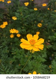 Mexican Marigold (Tagetes Lemmonii) Also Known As Lemmon’s Marigold Or Copper Canyon Daisy