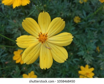 Mexican Marigold (Tagetes Lemmonii) Also Known As Lemmon’s Marigold Or Copper Canyon Daisy