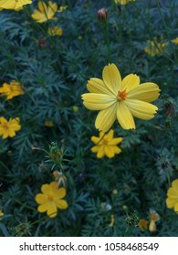 Mexican Marigold (Tagetes Lemmonii) Also Known As Lemmon’s Marigold Or Copper Canyon Daisy