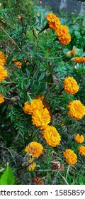 
Mexican Marigold - Titania Aztec Marigold