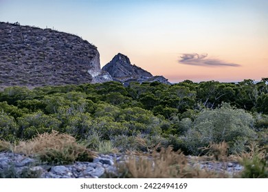 Mexican mountainous desert landscape, green juniper trees on arid terrain, blurred in foreground, rural road between rocky mountain in background, sunset in Baja California Sur, Mexico - Powered by Shutterstock