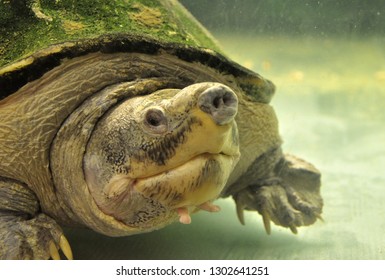 24 Staurotypus triporcatus Images, Stock Photos & Vectors | Shutterstock