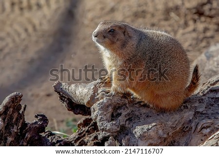 Mexican Padrera dog, sciuromorph rodent of the sciuridae family