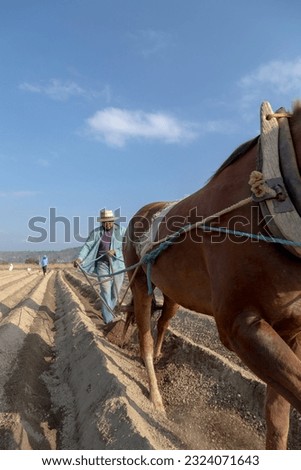 Mexican peasant farmer sowing amaranth while plowing the land with a horse