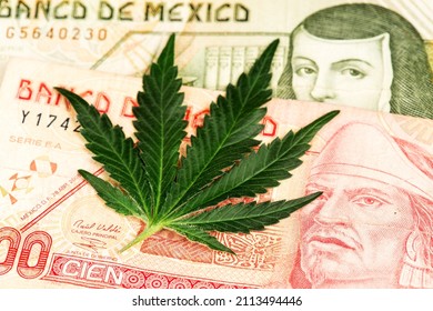 Mexican Peso Banknotes and Cannabis Medical Marijuana Leaf. Marijuana business concept. Dollar Cannabis CBD THC Marijuana Mexico Mexican Peso 