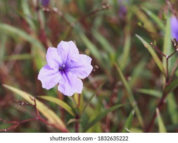 The Mexican Petunia  Is A Beautiful Addition To A Flowering Backyard Retreat