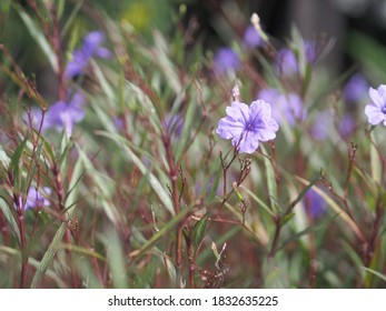 The Mexican Petunia  Is A Beautiful Addition To A Flowering Backyard Retreat