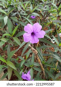 Mexican Petunia, Wild Petunias, Mexican Blue Bell