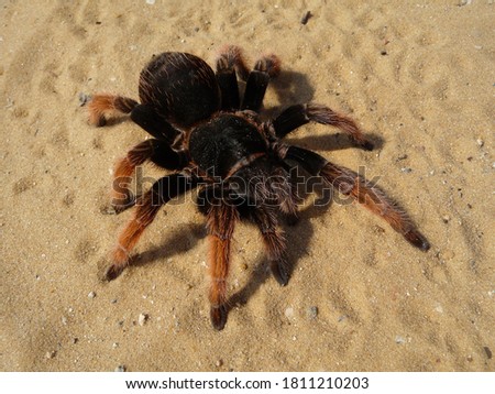 Mexican pink tarantula Brachypelma klaasi. Adult female birdeater on yellow sand.