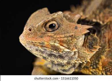 Mexican Plateau horned lizard(Phrynosoma orbiculare cortezii)