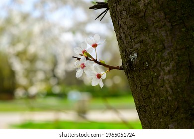 Mexican Plum Flowers On The Tree In The Spring