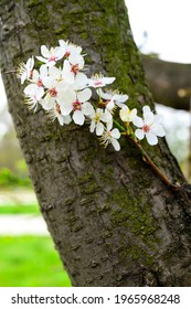 Mexican Plum Flowers On The Tree In The Spring