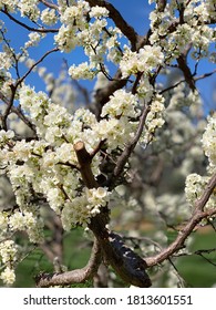 Mexican Plum Tree  Spring Cape Town