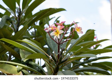 852 Mexican plumeria Images, Stock Photos & Vectors | Shutterstock