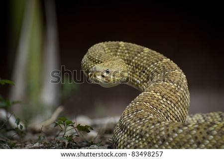 Similar – Image, Stock Photo close up of Vipera ursinii rakosiensis