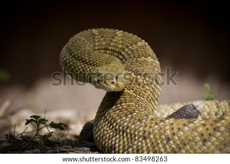 Image, Stock Photo close up of Vipera ursinii rakosiensis