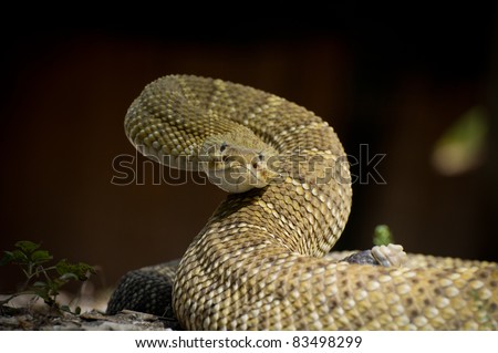 Similar – Image, Stock Photo close up of Vipera ursinii rakosiensis