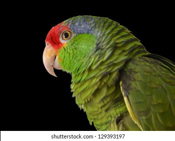show me a redhead mexican parrot Show me a redhead mexican parrot
