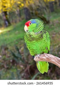 show me a redhead mexican parrot Blu-ray big tits