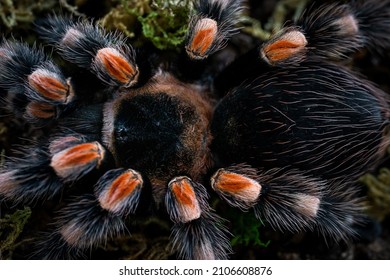 Mexican Red Knee Tarantula Brachypelma 