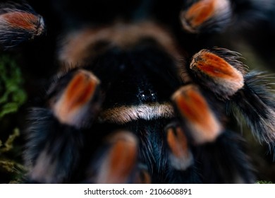 Mexican Red Knee Tarantula Brachypelma 