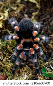 Mexican Red Knee Tarantula Brachypelma 