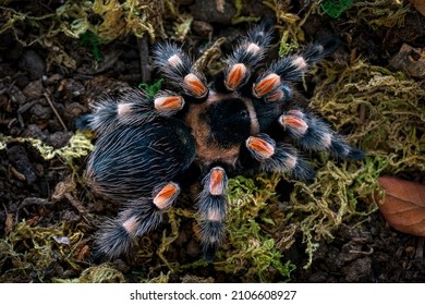 Mexican Red Knee Tarantula Brachypelma 